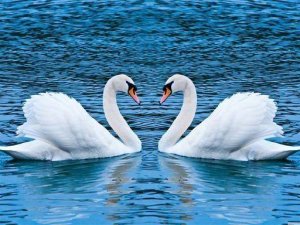 Swans Slide Puzzle Game